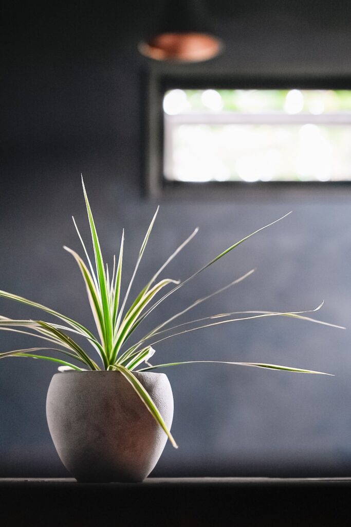 黒い壁の前に置いた観葉植物